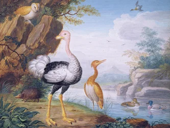 Aves exóticas e uma coruja nas margens de um rio (bodycolour)