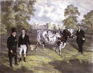 Sir Charles Morgan apresentando ao Rei Guilherme IV um Touro Shorthorn no Castelo de Tredegar, Monmouth, gravado por M. Gauci