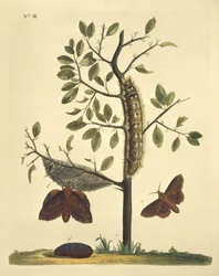 Borboletas, lagartas e plantas: Plate No. 111 de J. Dutfield