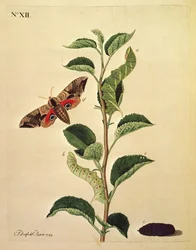 Borboletas, lagartas e plantas: Placa XII de J. Dutfield