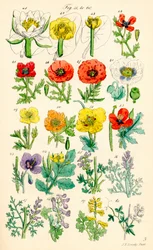 Página de ilustrações a cores de British Wild Flowers após um trabalho de J. E. Sowerby e C. P. Johnson