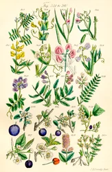 Página de ilustrações coloridas de British Wild Flowers após um trabalho de J. E. Sowerby e C. P. Johnson