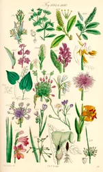 Página de ilustrações coloridas de British Wild Flowers após um trabalho de J. E. Sowerby e C. P. Johnson
