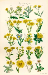 Página de ilustrações a cores de British Wild Flowers após um trabalho de J. E. Sowerby e C. P. Johnson