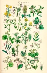Página de ilustrações a cores de British Wild Flowers após um trabalho de J. E. Sowerby e C. P. Johnson