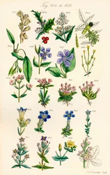 Página de ilustrações a cores de British Wild Flowers após um trabalho de J. E. Sowerby e C. P. Johnson