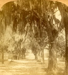 Entrada para Santo Agostinho, Flórida, EUA, 1901.