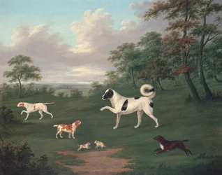 Cães esportivos em uma paisagem