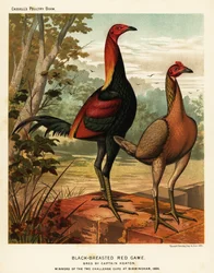 Aves de caça vermelhas de peito preto