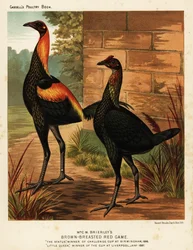 Aves de caça de peito castanho-avermelhado