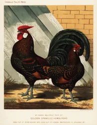 Galo e galinha de Hamburgo salpicados de dourado