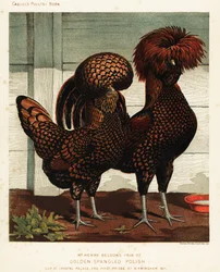 Galo e galinha polacos salpicados de dourado, segundo J. W. Ludlow