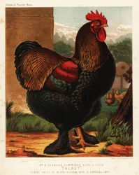 Galo Cochim de plumagem perdiz