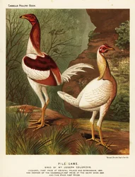 Galos de combate pile, galo e galinha