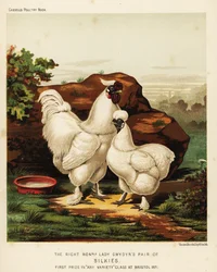 Galo e galinha Sedosa ou Silkie