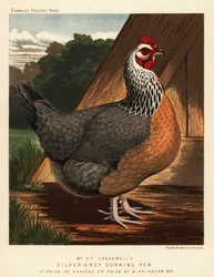 Galinha dormente cinzenta-prateada