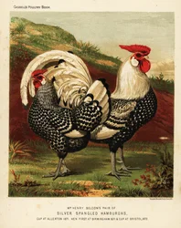 Galo e galinha de Hamburgo prateados e malhados