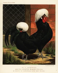 Galinhas polacas pretas de crista branca