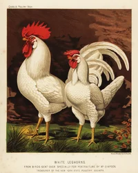 Galo e galinha Leghorn ou Livorno brancos