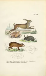 Agouti, lebre e coelho