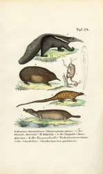 Tamanduás e outros mamíferos insectívoros