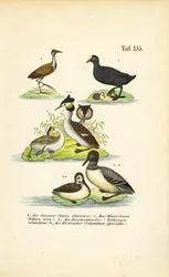 Aves aquáticas com jacana, galeirão, mergulhão-de-crista e mergulhão-comum