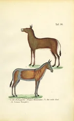 Cavalos selvagens asiáticos: Dziggetai e Onager