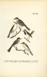 Toutinegra-de-barrete, toutinegra-preta e pisco-de-peito-azul