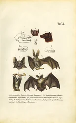 Espécies de morcegos e sua anatomia
