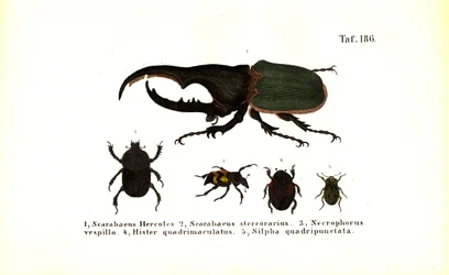 Escaravelhos das famílias Scarabaeidae e Silphidae