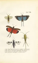 Gafanhoto de asa azul, gafanhoto de asa vermelha e outros insectos