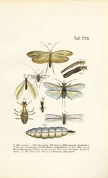 Caddisflies, Stoneflies e Térmitas com estágios de desenvolvimento