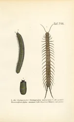 Centopéias, milípedes e piolhos