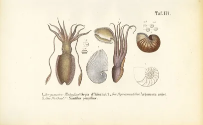 Cefalópodes: Choco, Nautilus de papel e Nautilus com câmara
