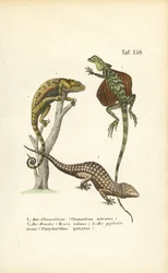 Camaleão, dragão voador e lagartixa de Tokay