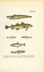 Peixes comerciais das famílias do bacalhau e do arenque