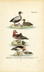 Edredão-comum, pato-mandarim e pato-mergulhão