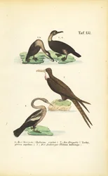 Cormorão, Fragata e Anhinga