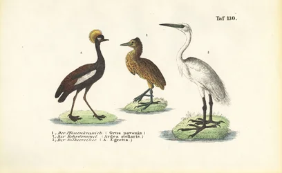 Grous e garças