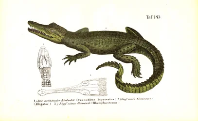 Crocodilos: Crocodilo asiático e anatomia comparada do crânio
