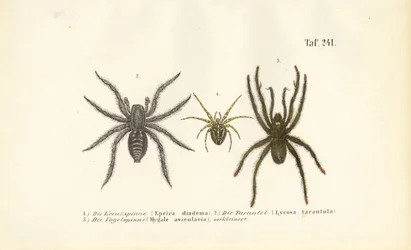 Espécies de aranhas perigosas