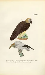 Abutre-do-egito e abutre-barbudo