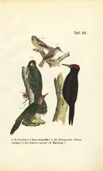 Pica-pau-verde, pica-pau-verde e pica-pau-preto
