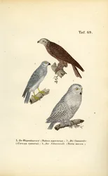 Aves de rapina e corujas europeias