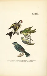 Pintassilgo europeu, Siskin da Eurásia e Pardal das rochas