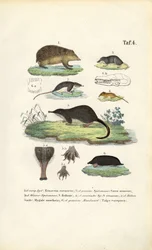 Insectívoros europeus: Ouriço-cacheiro, musaranhos e toupeiras