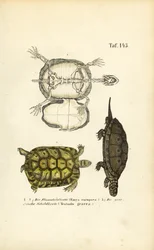 Tartaruga europeia e tartaruga grega