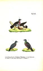Pombos selvagens europeus
