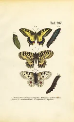 Borboletas europeias com lagartas e pupas