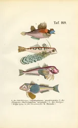 Peixes exóticos com formas corporais especiais